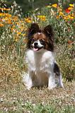 EPAGNEUL PAPILLON 095